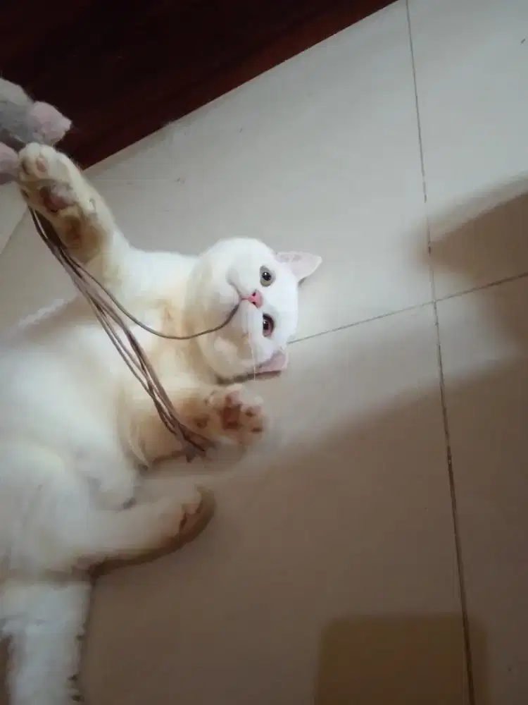 Britishshorthair Bsh White Solid Jantan Carrier cinnamon & blue eyye