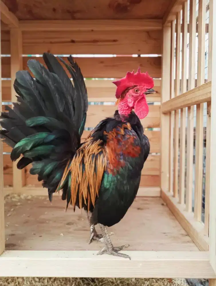 Ayam kate serema