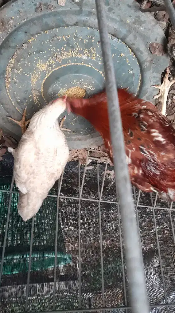 Sepasang biang ayam kampung