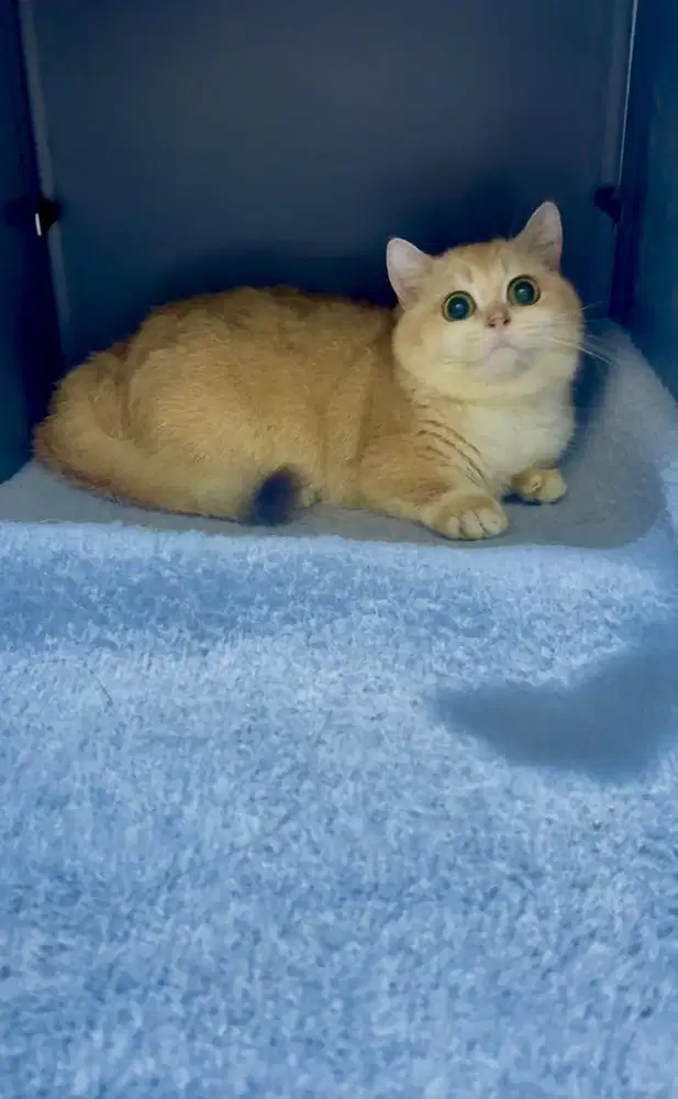 Munchkin Golden NY 12 Import