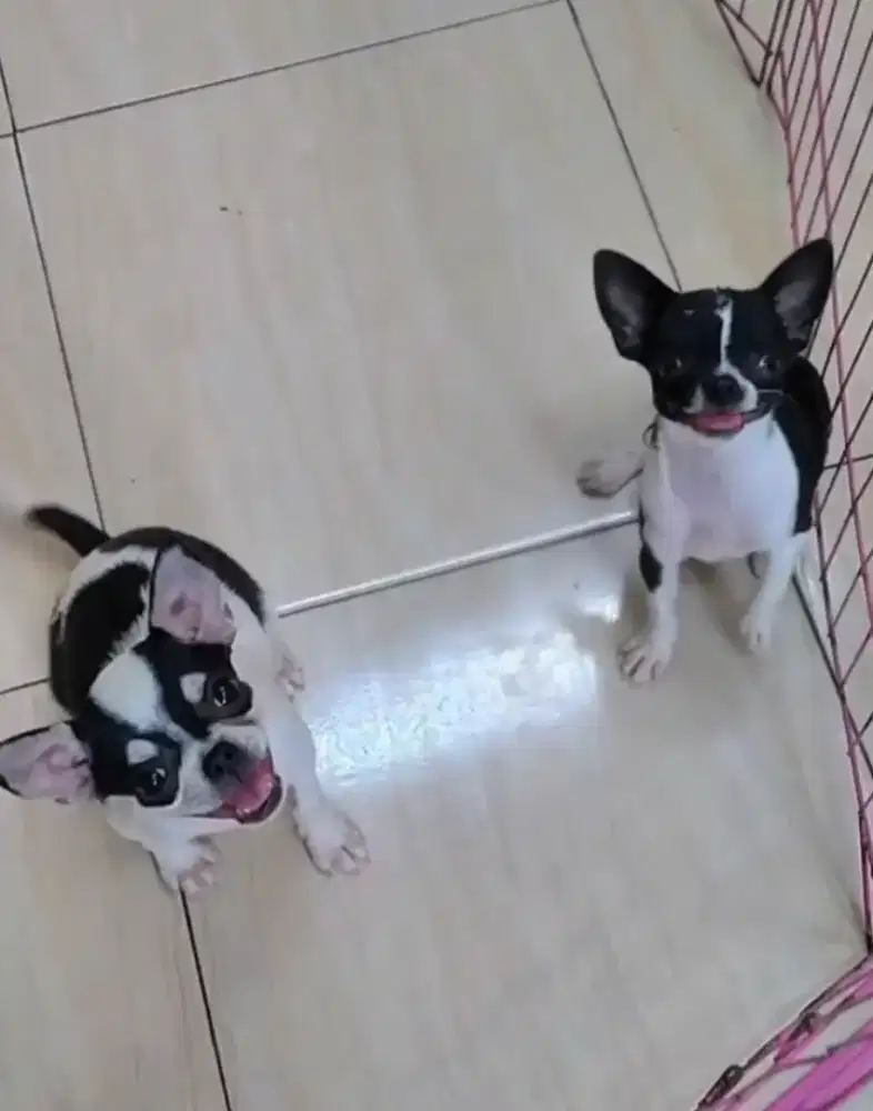 Anjing Chihuahua