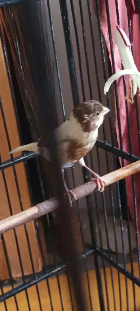 Jual kenari silang F1 x Loper