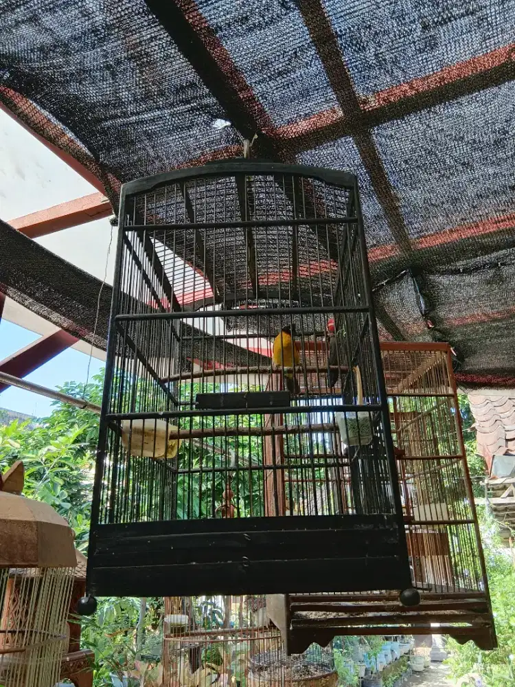 KUTILANG MAS FULSET SANGKAR.