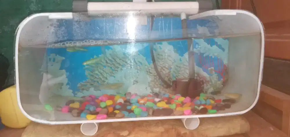 Akuarium akrilik mini