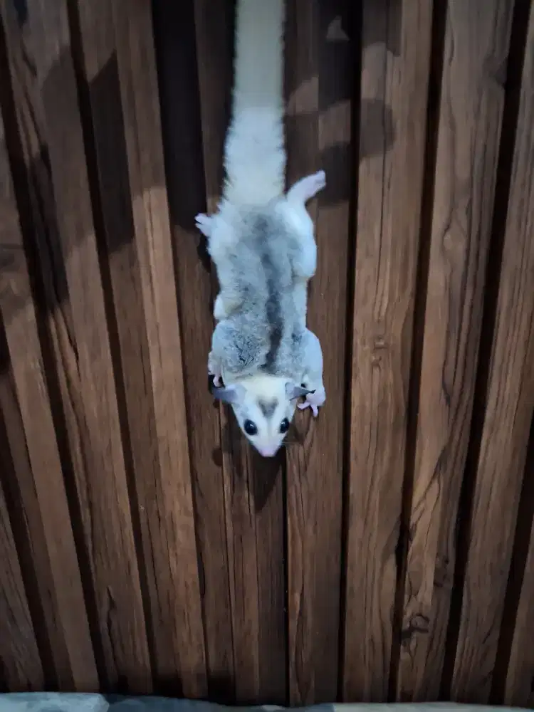 Sugar glider mozaik grade A