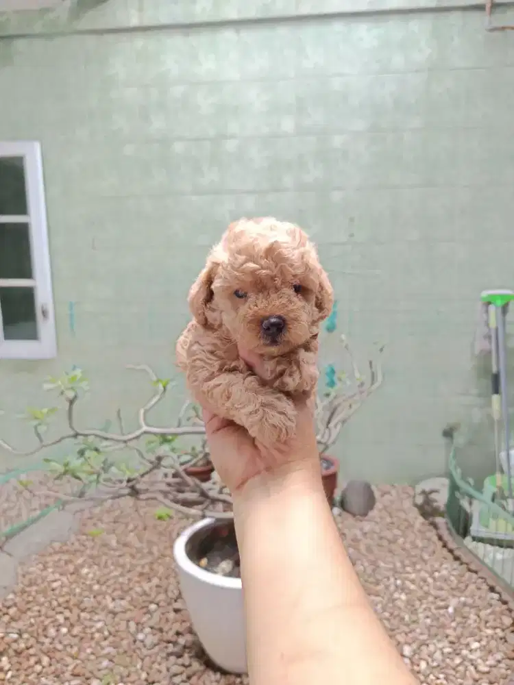 Poodle jantan apricot