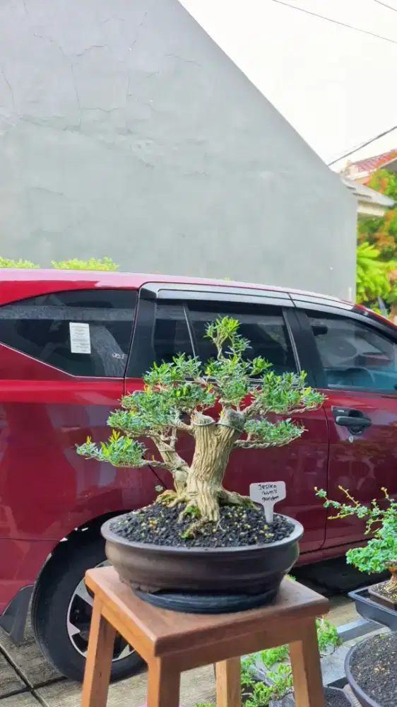 Bonsai Boxus Harlandii