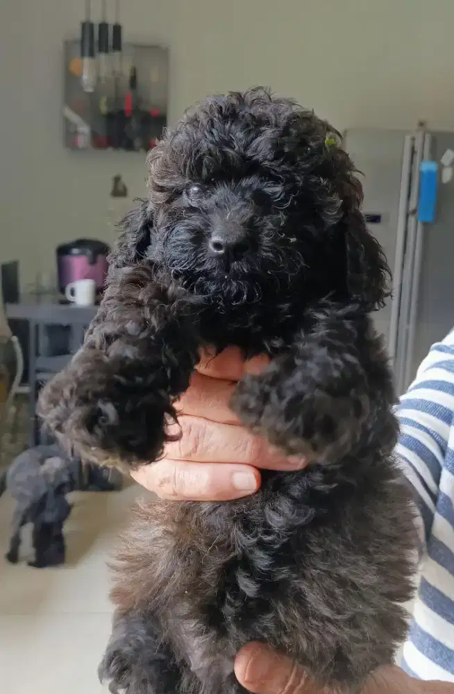 Toy Poodle Puppy
