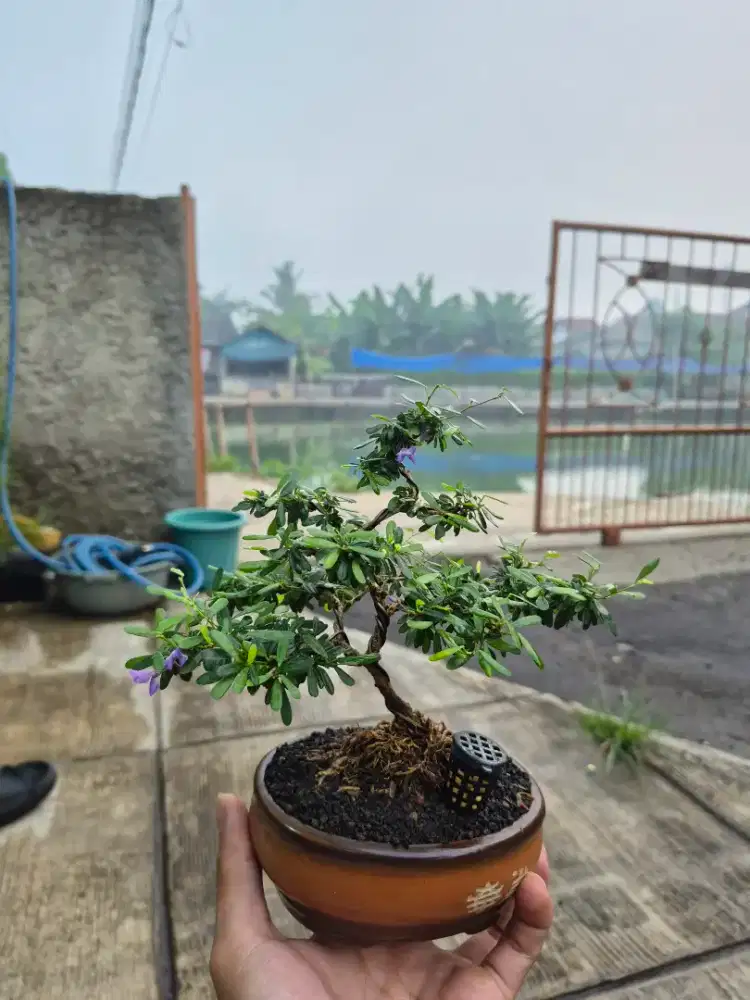 Bonsai Saeng Simbur Vietnam