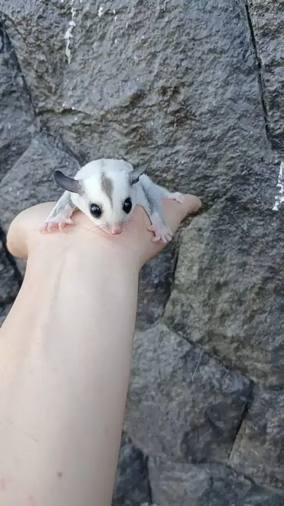 Sugar glider joey platinum wrna cerah