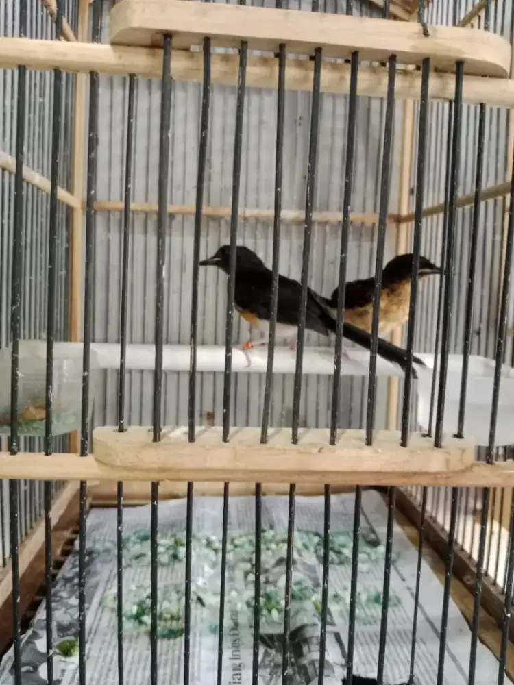Spasang trotol trah klewer