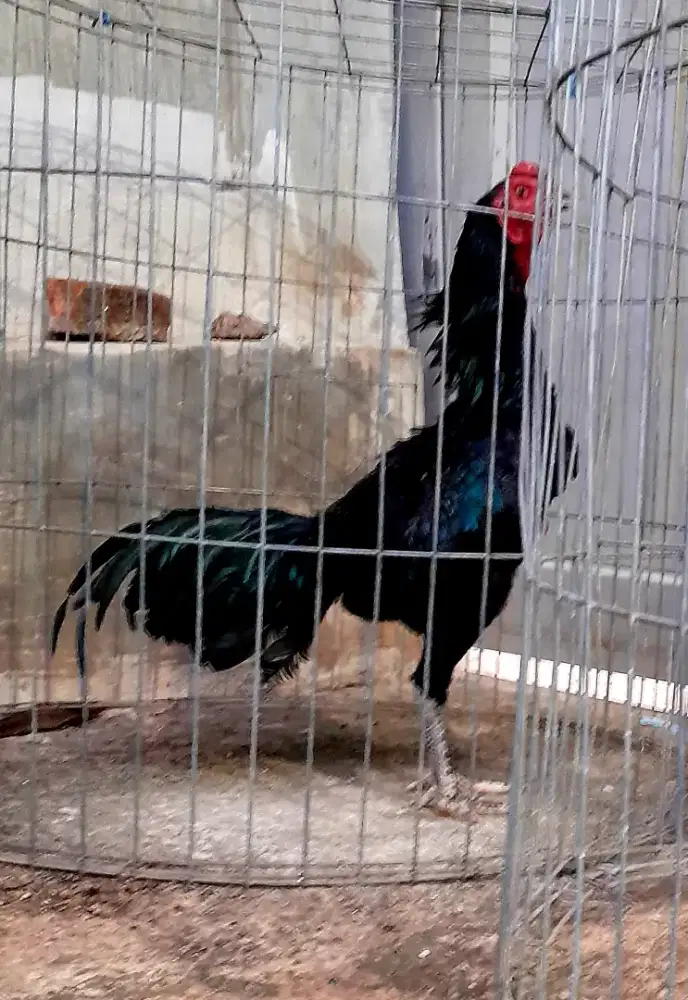 Ayam Bangkok, jenis pakhoy