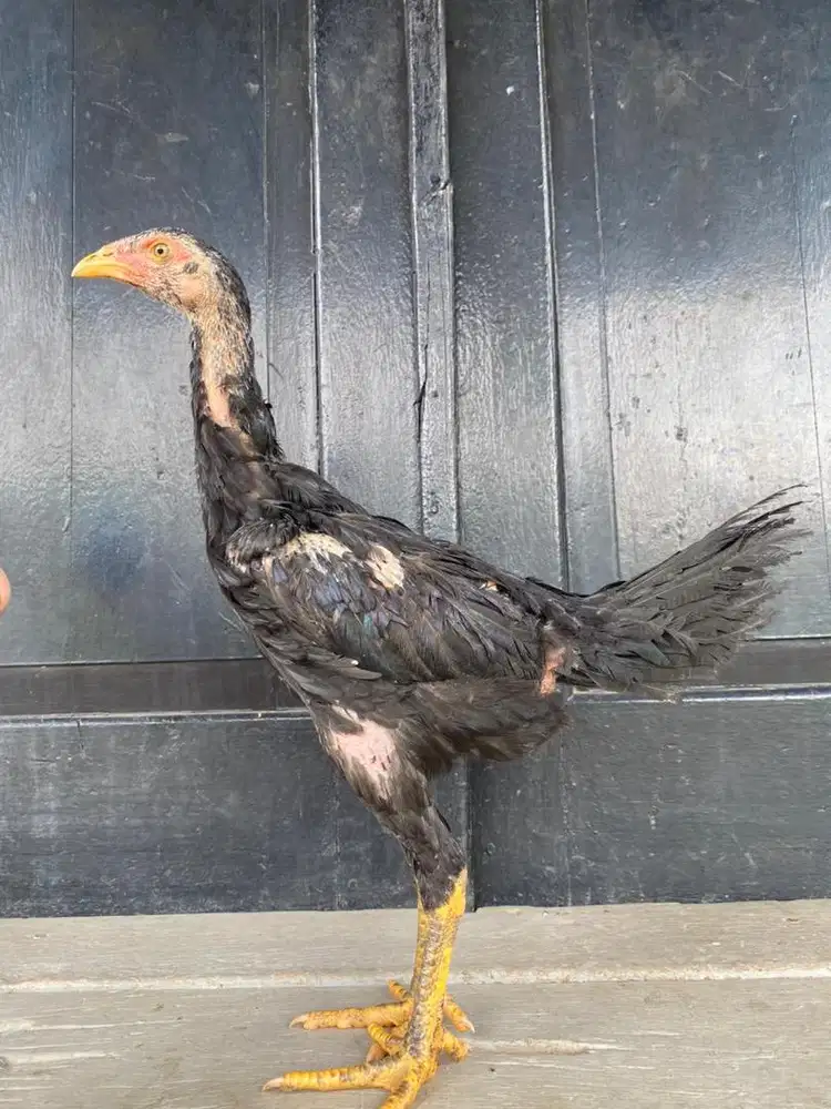 Ayam pakhoy 3 bulanan betina