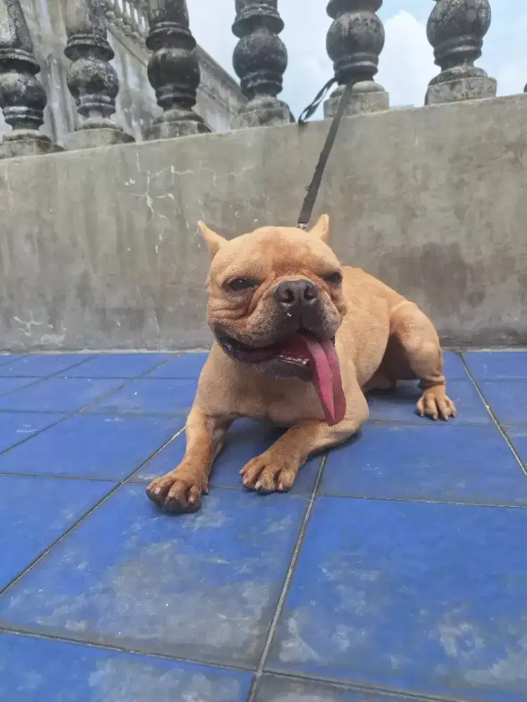 Anjing frenchie jantan dewasa berstamboom