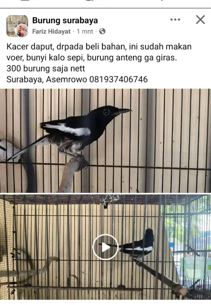 Kacer dada putih