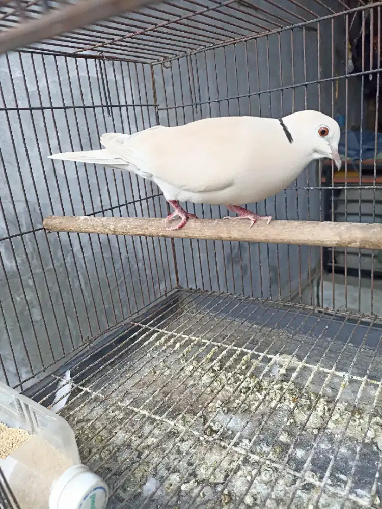 Burung Puter lokal