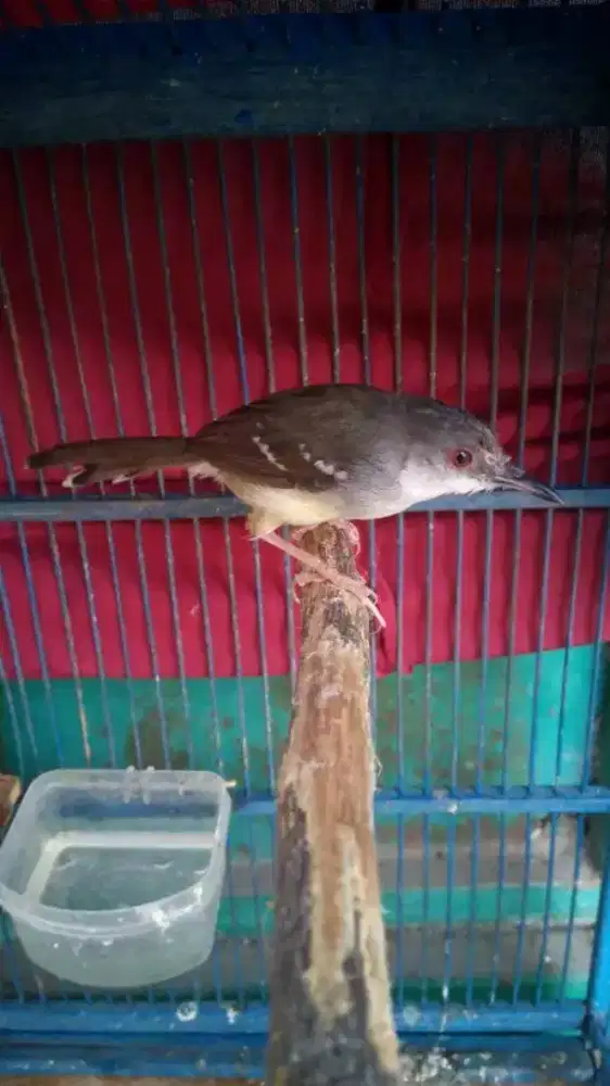 ciblek semi lokal jabar jalu