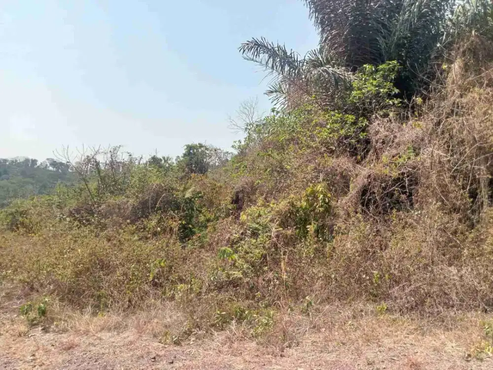 tanah terdapat kandungan emas dan mangan di pugung
