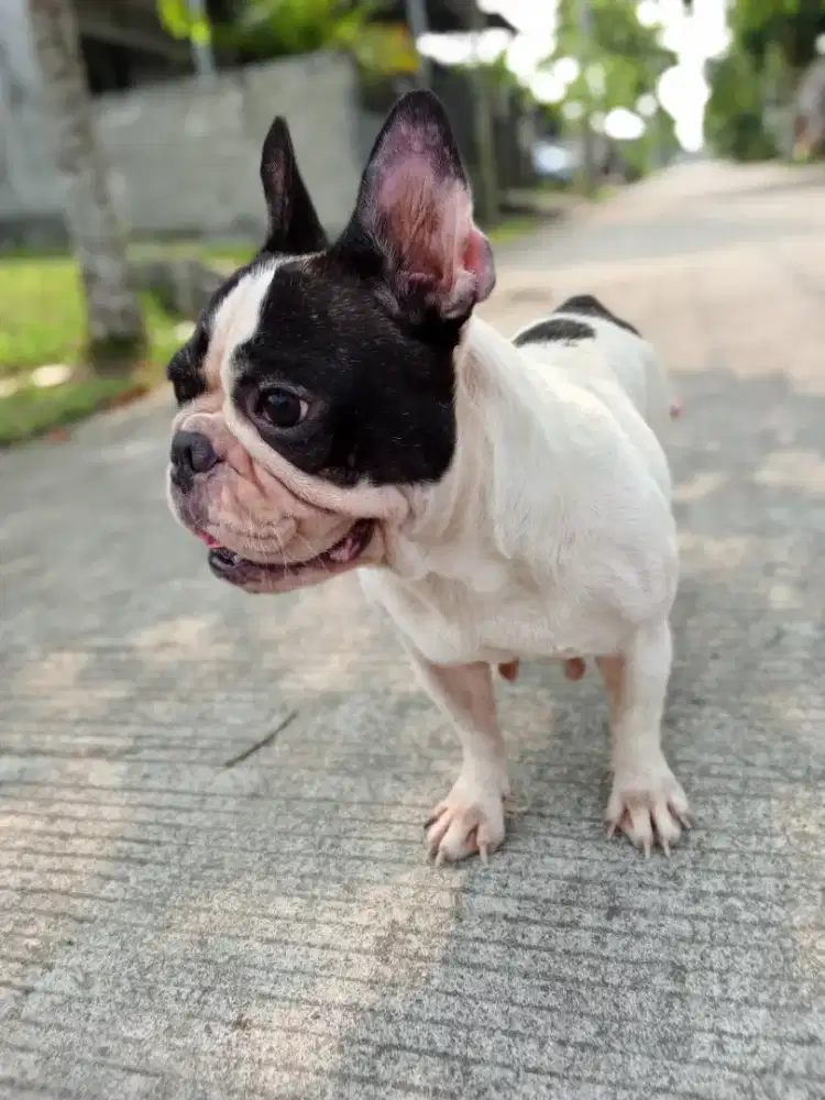 Open adopt 3 ekor frenchie
