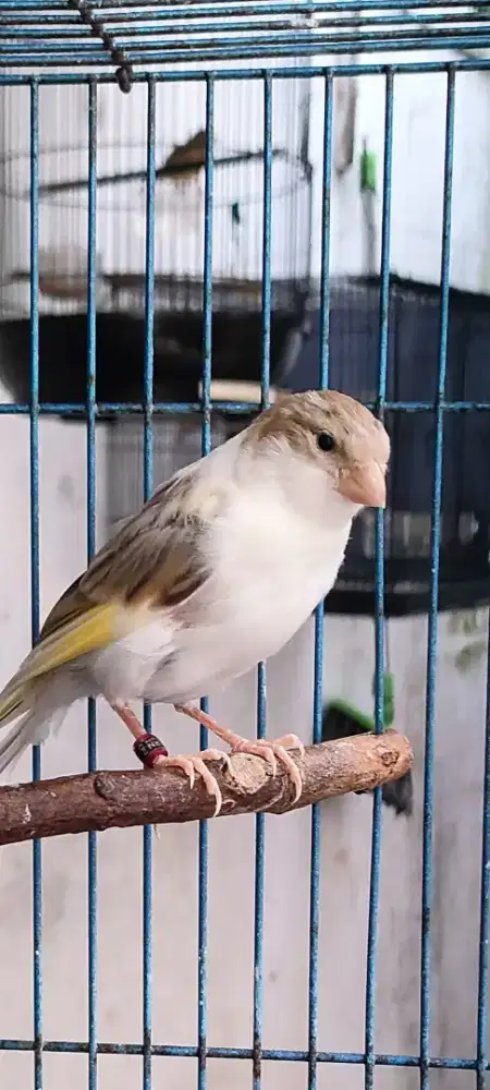 Kenari Paud F1  Putih Panda