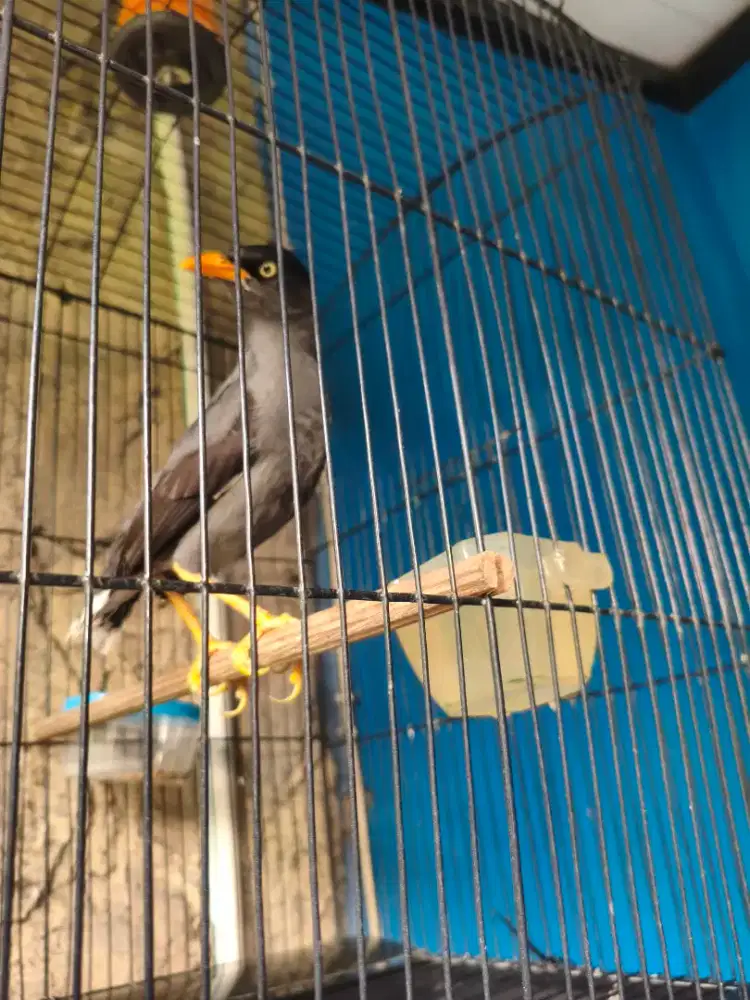 Dijual Burung Jalak Kebo Matkun