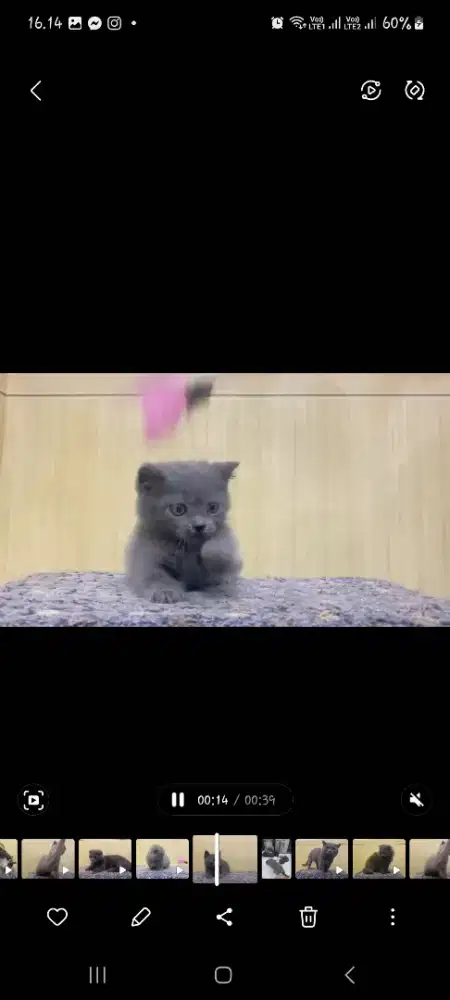 bsh munchkin, british shot hair cebol