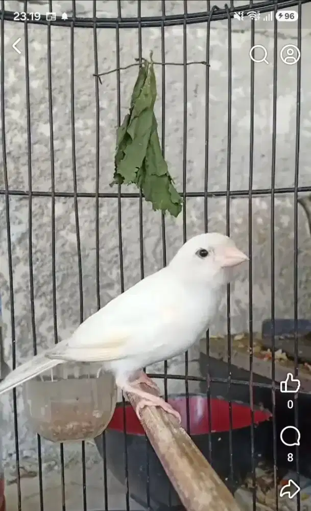 Burung kenari putih