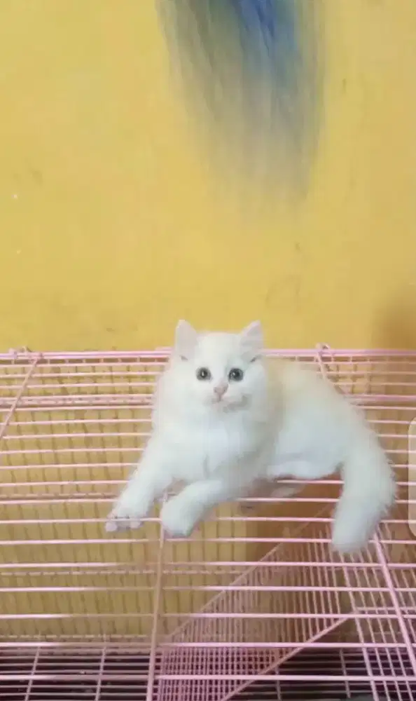 Kucing Persia White Solid Betina