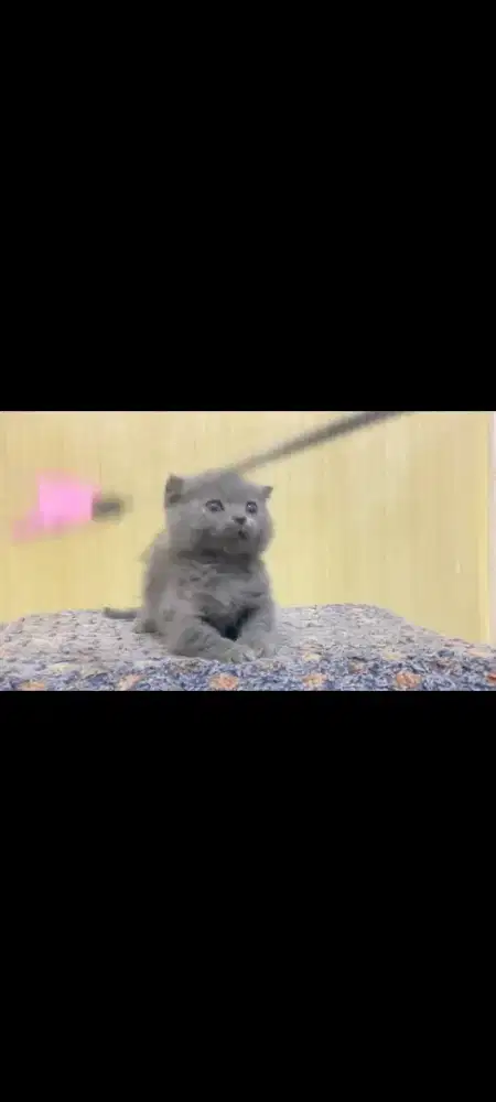 gaelic fold / scottish fold munchkin