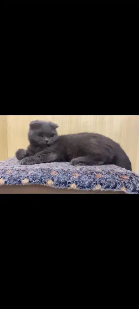 gaelic fold proven / scottish fold