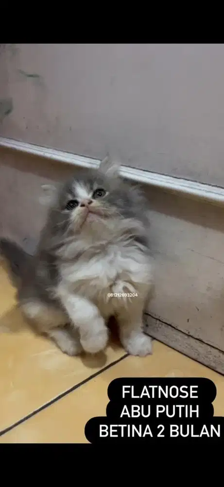 Kucing abu flatnose