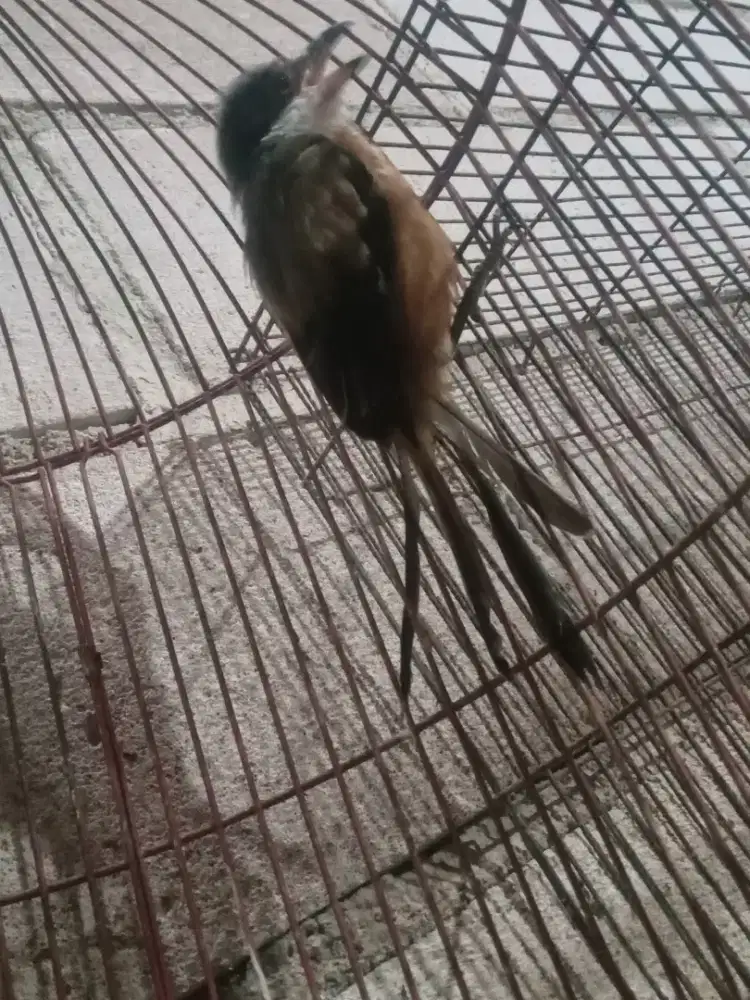 BURUNG PENTET MASIH GIRAS