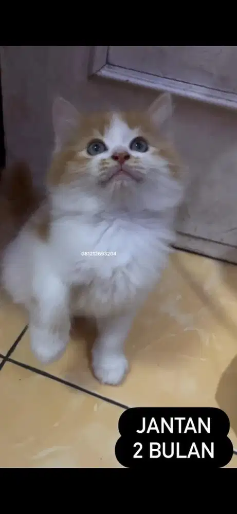 Kucing peria kitten