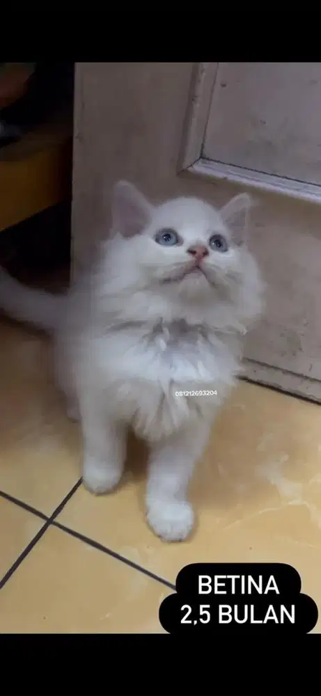 Kucing persia kitten