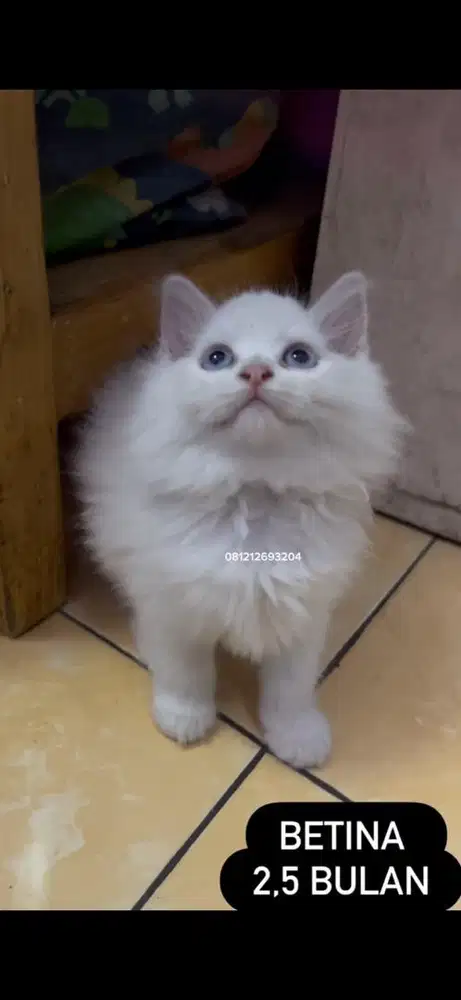 Kucing persia kitten
