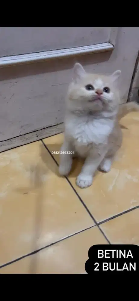 Kucing persia kitten