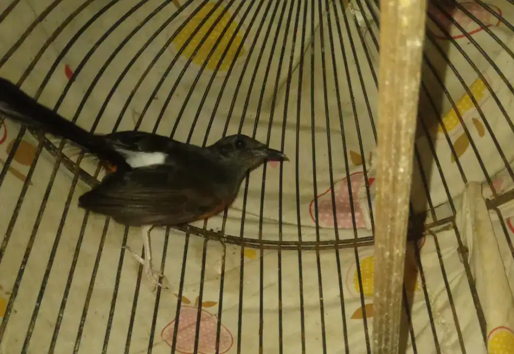 BURUNG MURAI BATU BETINA
