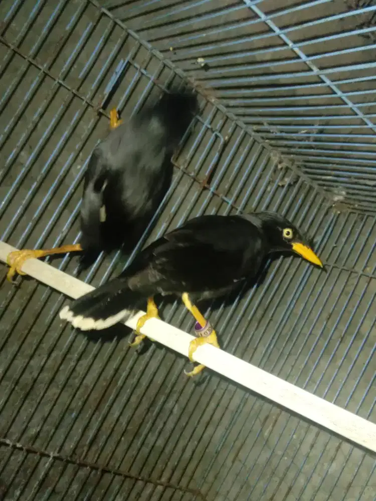 JALAK KEBO  BETINA