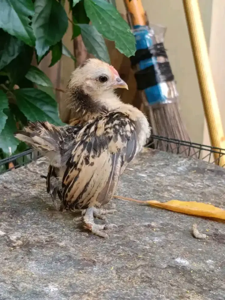 Ayam serama anakan