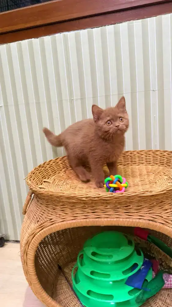 British shorthair cinamon
