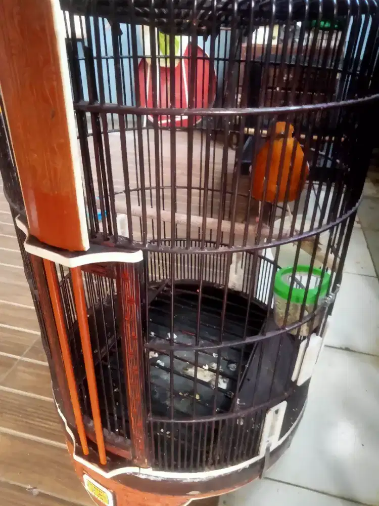 Burung Anis merah