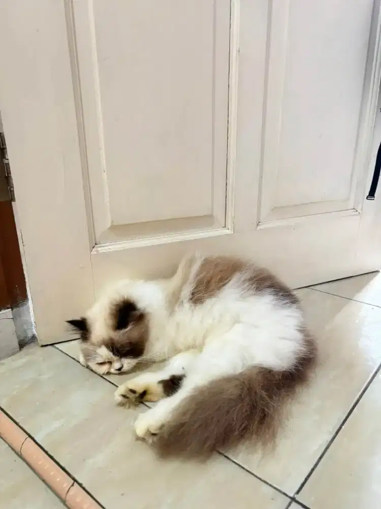 Kucing ragdoll pure