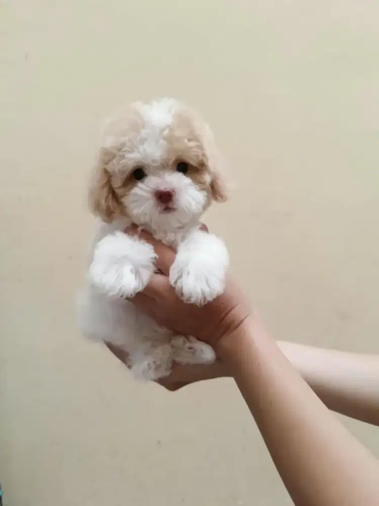 Poodle party lengkp