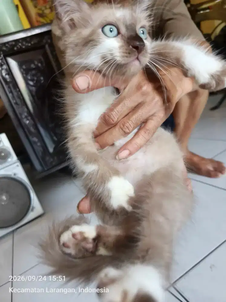 anakan kucing persia 3 bulan