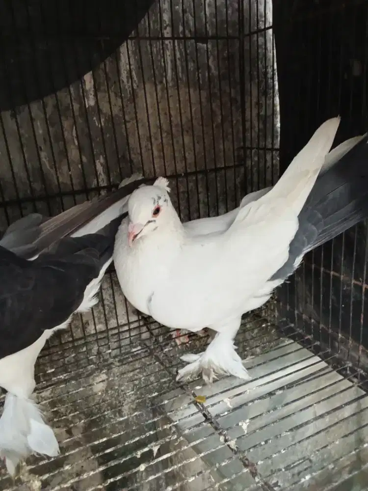Jual burung merpati hias cakep putih jambul