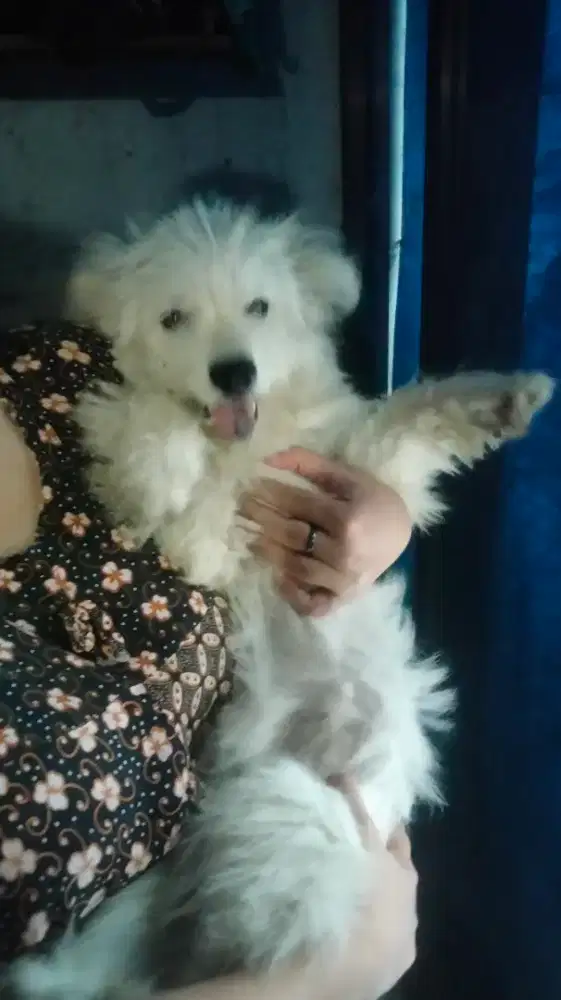 Jual anjing 6 bulan