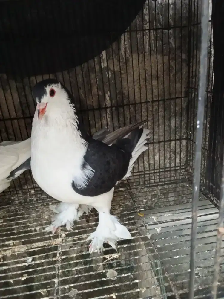 Burung merpati hias