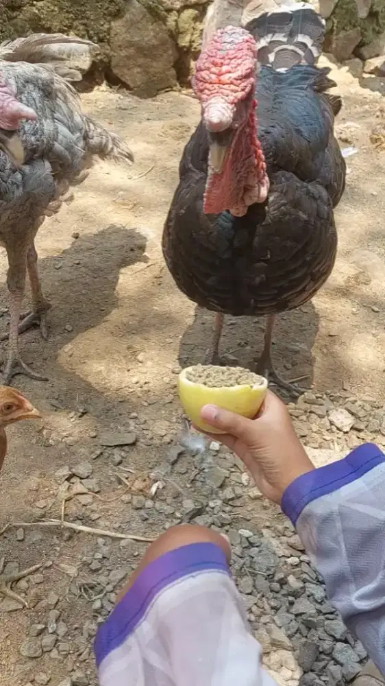 Kalkun Jantan big