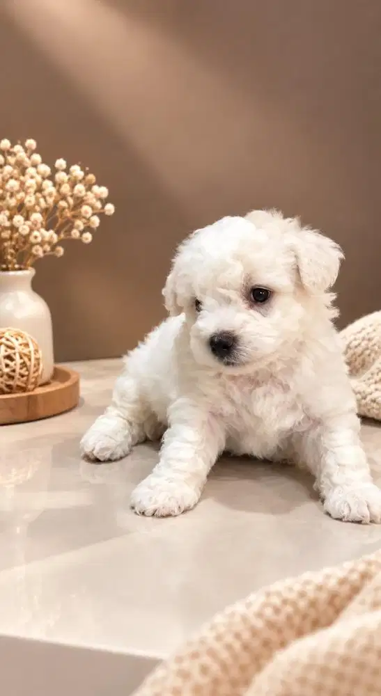 Jual BICHON FRISE 2,5 bln Stambum Vaksin