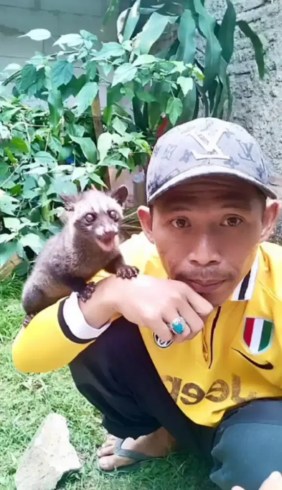 Musang pandan jinak